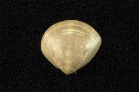 藏品(普通文蛤)的圖片